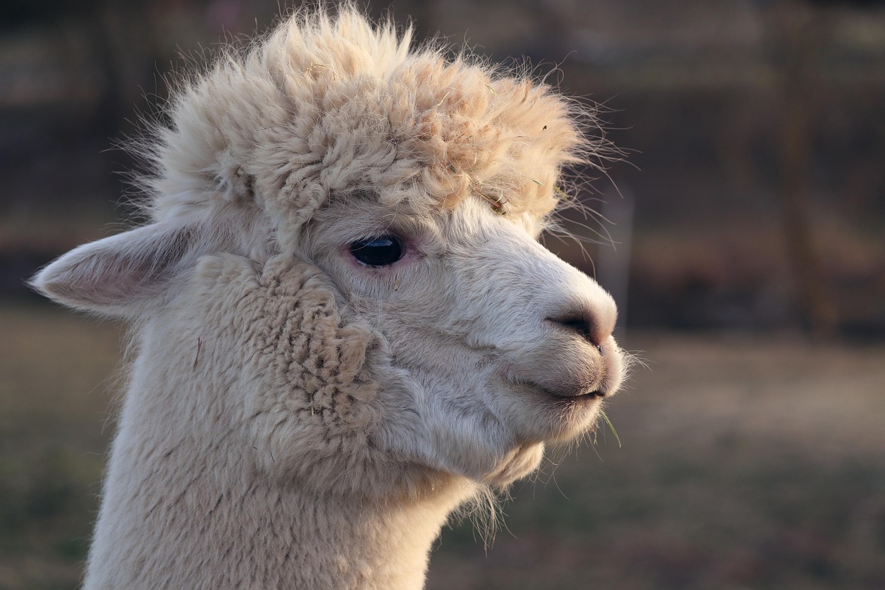 Alpaca vs Llama: Unpacking the Differences for