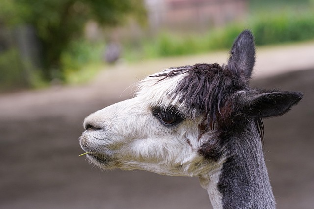 Diagram comparing alpaca and llama head shapes and ear types (alpaca vs llama)