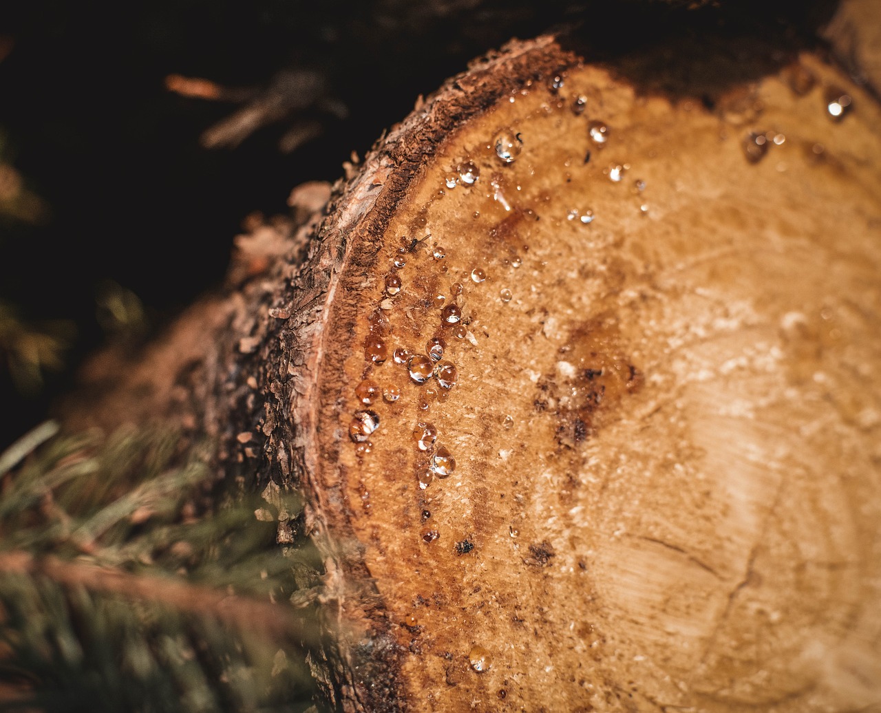 Myrrh’s Enduring Power: Exploring Its Uses