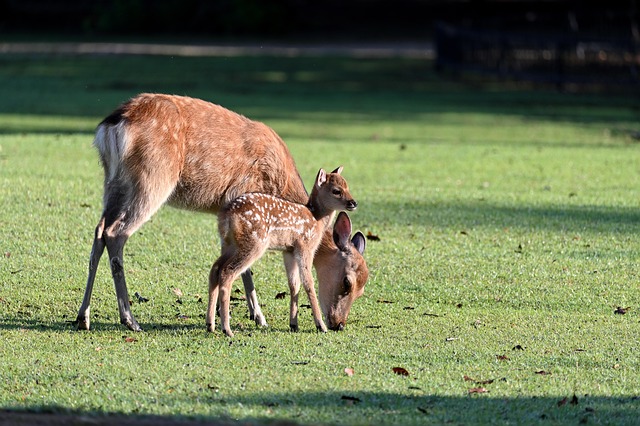Parent demonstrating proper baby carrier adjustment for maximum comfort and support