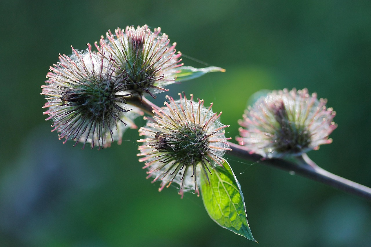 Thistle Beam: Forging Resilient Structures with Nature’s