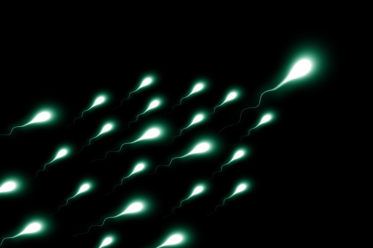 The Zygote’s Dynamic Blueprint: Key Stages of Early Life